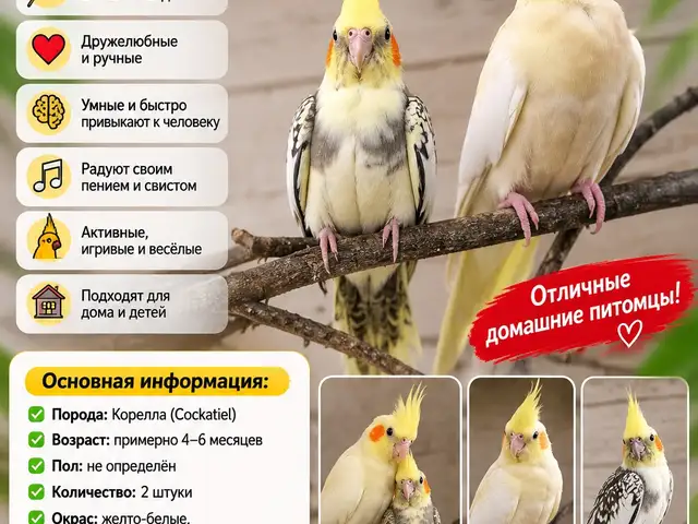 Попугай Корелла, Исфара