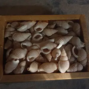 Раки для декора, Душанбе