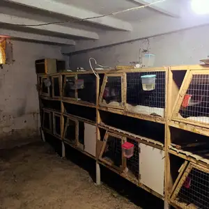 Клеткаи харгуш, Душанбе