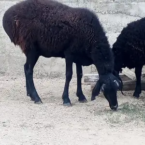 Гусфанди бони, Душанбе