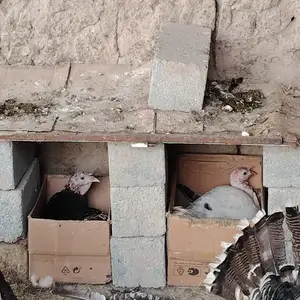 Индюки курк, Турсунзаде