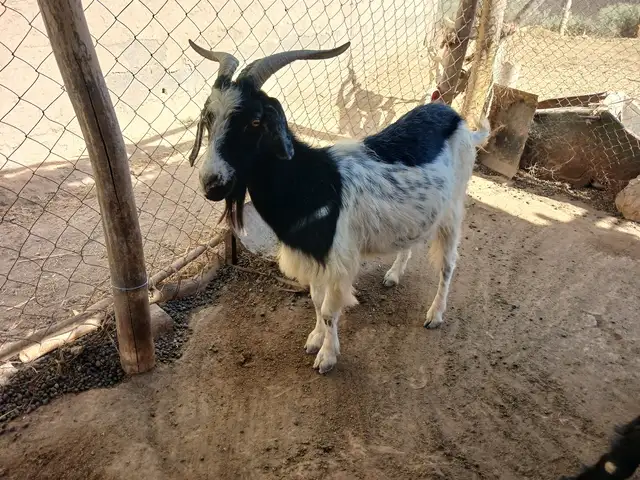 Буз, Вахш