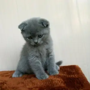 Шотландский кот, Душанбе