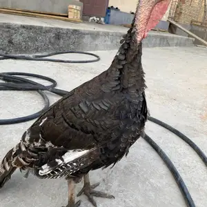 Индюк, Душанбе