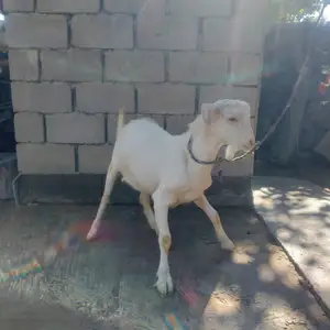 Така, Худжанд