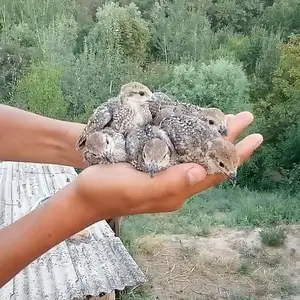 Чуча кабкхои дулан, Душанбе
