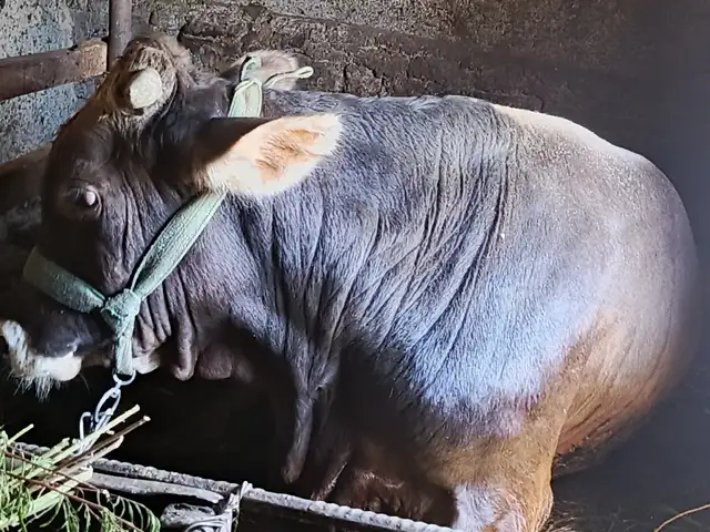 Буқа, Душанбе