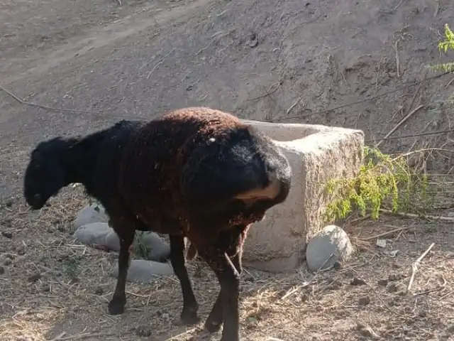 Кушкорхо, Ховалинг