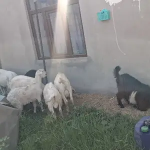 Буз, Турсунзаде