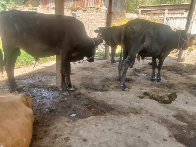 Бука, Вахш