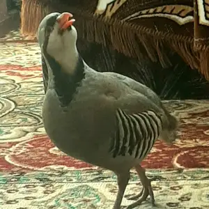 Кабк, Душанбе