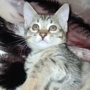 Кошка, Душанбе