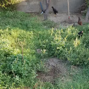 Мург ва хуруз, Худжанд