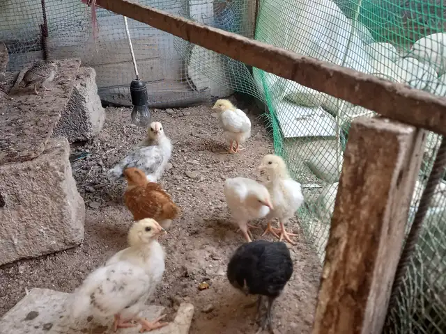 Чучаи рябушка, Турсунзаде