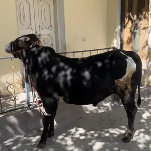Бука, Худжанд