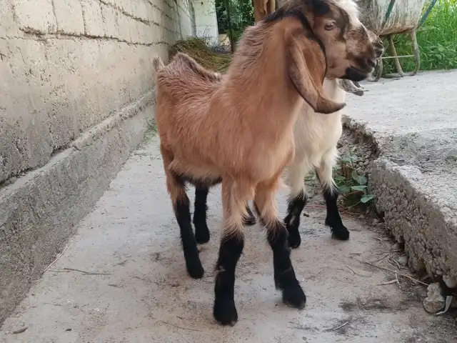 Бузича, Душанбе