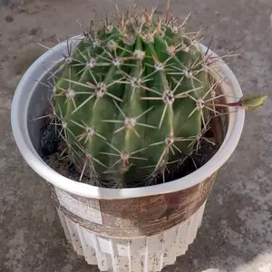 Кактус Эхинопсис, Душанбе