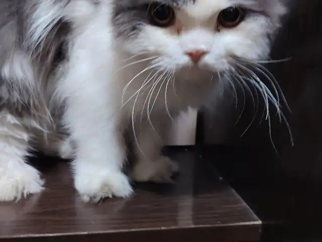 Шотландский кот, Душанбе