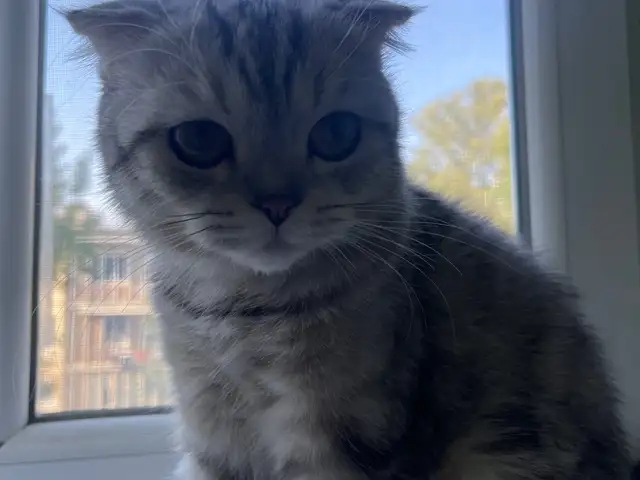 Шотландская вислоухая кошка, Турсунзода