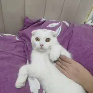 Гурба гум шуд, Вахдат