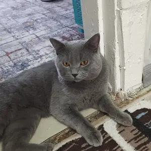 Британский кот, Хуҷанд