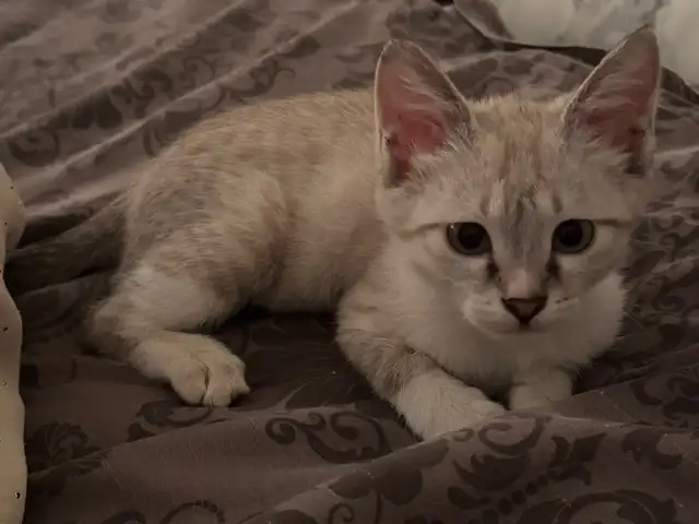 Котик даром, Душанбе