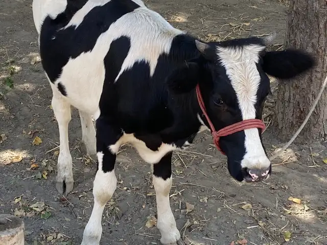 Гуночин, Хуҷанд