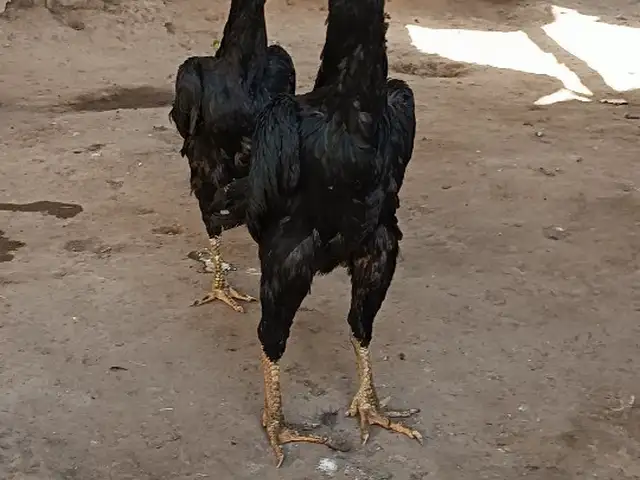 Мурги Шамо, Хуҷанд