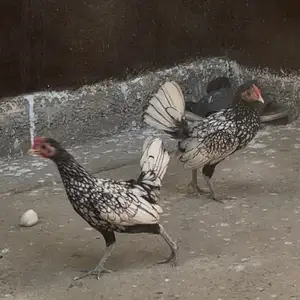 Хурузи Сибрайт, Душанбе