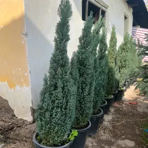 Арчаи фосфори, Душанбе
