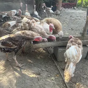 Индюк чучаи 70 Дона, Турсунзаде