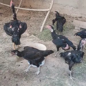 Чуча, Душанбе