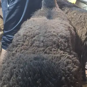 Кучкор, Худжанд