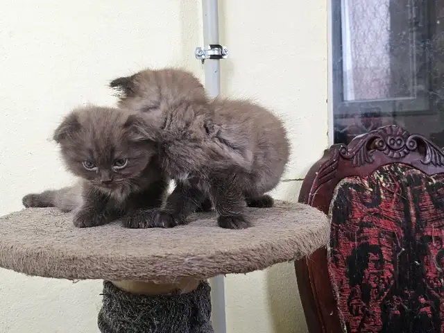 Шотландские котята, Душанбе - 8