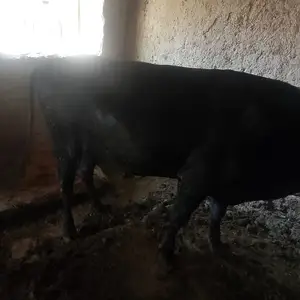 Букка, Гиссар