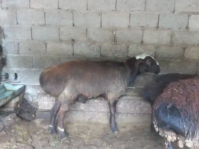 Гусфанд, Душанбе - 13