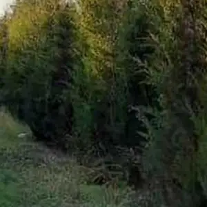 Арча можжевельник, Худжанд