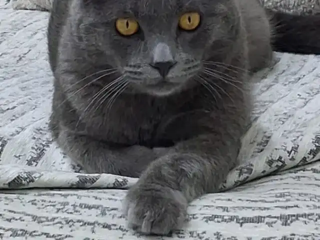 Кот на вязку, Хуҷанд