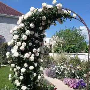Роза вьющие Айсберг, Душанбе