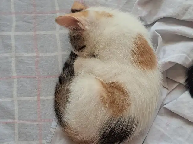 Кошечка 3 месяцев, Хуҷанд