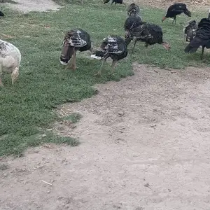 Индюкчуча, Бохтар (Курган-Тюбе)
