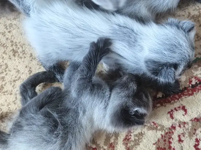 Кошка, Душанбе