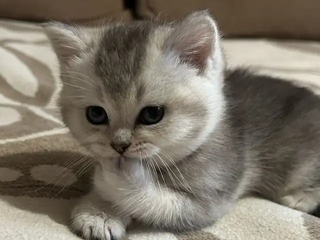 Шотландский прямоухий котёнок, Душанбе