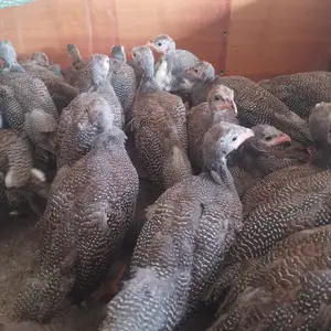 Мург, Худжанд
