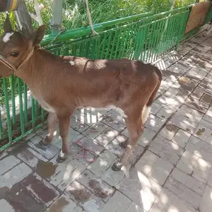 Гов, Худжанд