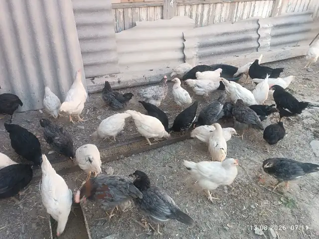 Мургчуча, Хуҷанд