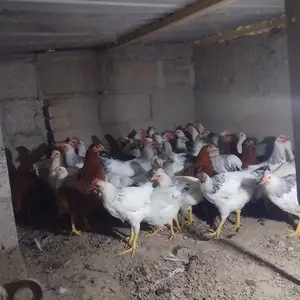 Чуҷаҳои рябушка, Ваҳдат