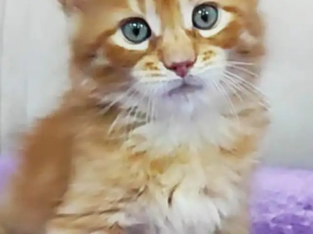 Кошка Мейн-кун, Душанбе - 4