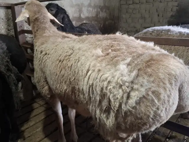 Гусфанд, Худжанд