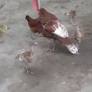 Индюки, Фархор